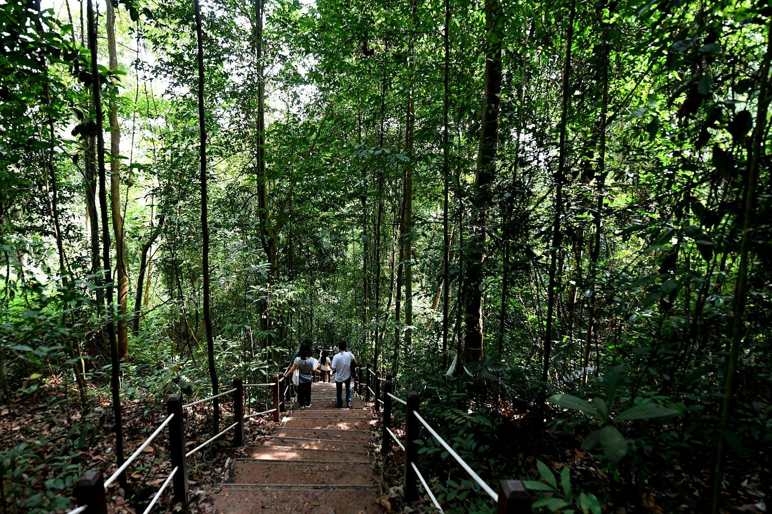 Bukit Timah Nature Reserve