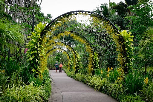 Singapore Botanic Garden Plants