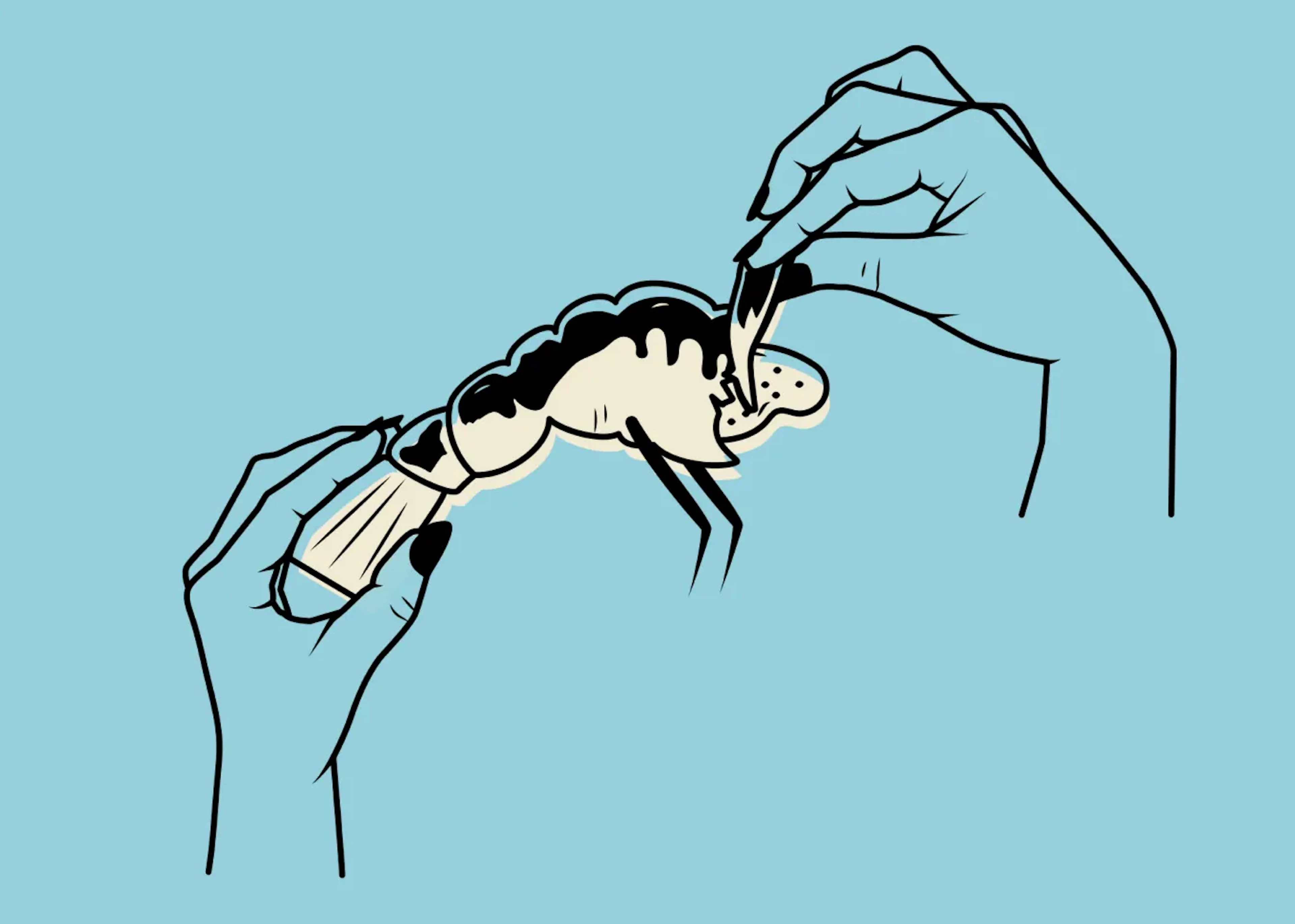 Illustration of hands peeling a crawfish