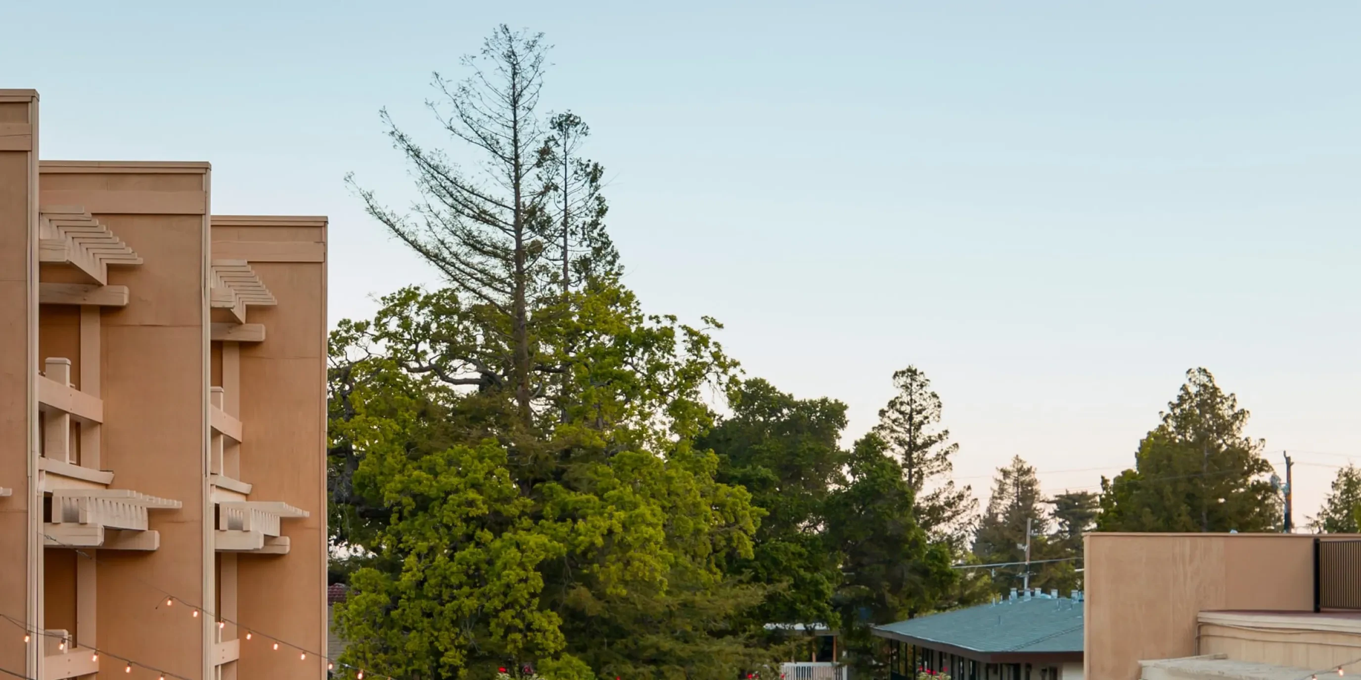 Pine tree against a building rooftop and sky at dusk