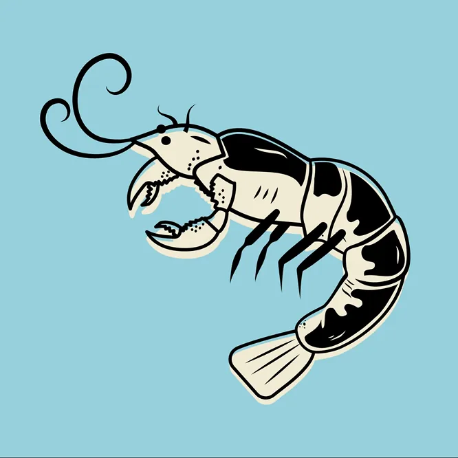 Monochrome prawn illustration on sky blue