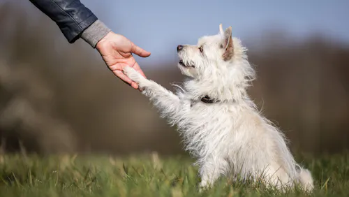 mascotas, un integrante más de la familia mascotas, un integrante más de la familia