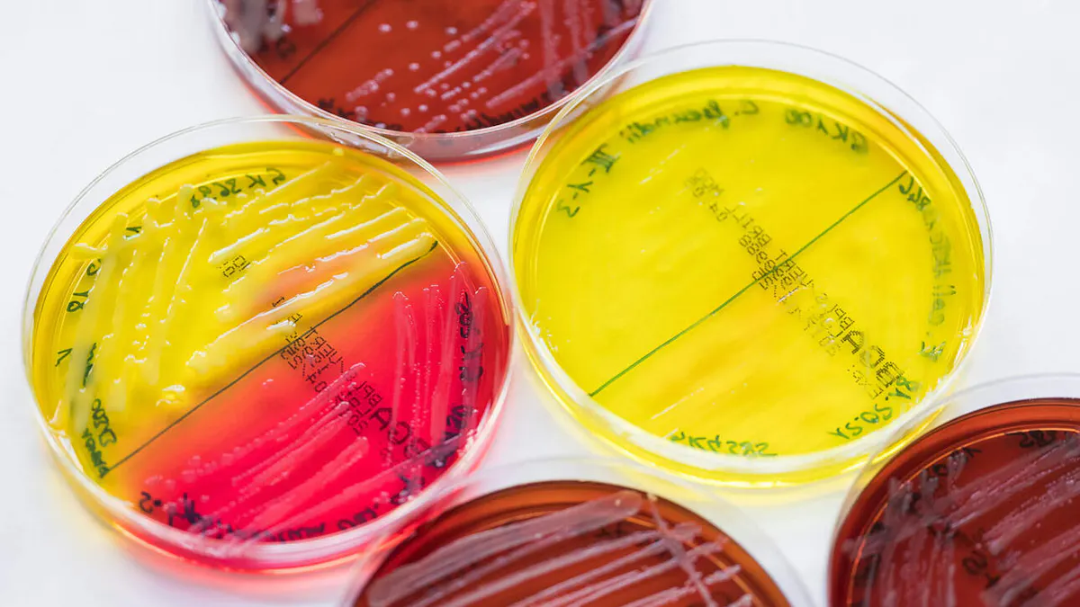 der kampf gegen die antibiotika-resistenz