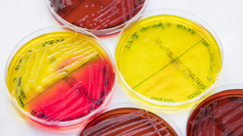 der kampf gegen die antibiotika-resistenz der kampf gegen die antibiotika-resistenz