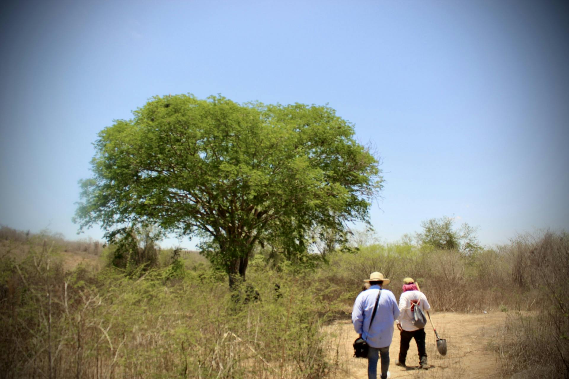 El árbol frondoso en medio del páramo seco. Foto Par de Tercos.