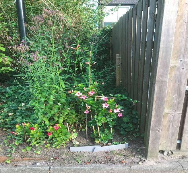 Planten in de wijk met schutting