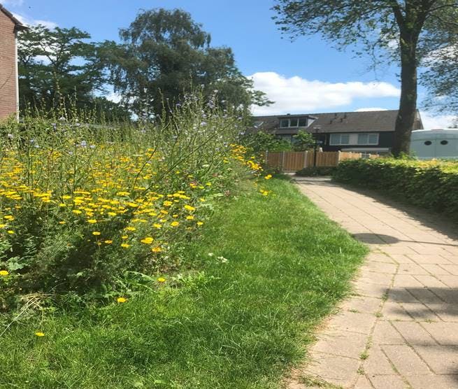 Wandelpad met planten en gras