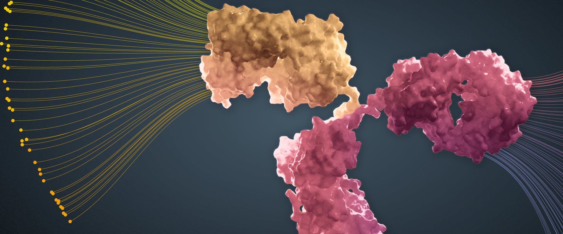 3D render of bispecific antibody representing parental diversity