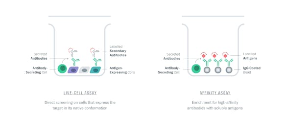 Examples of AbCellera's proprietary single-cell assays.