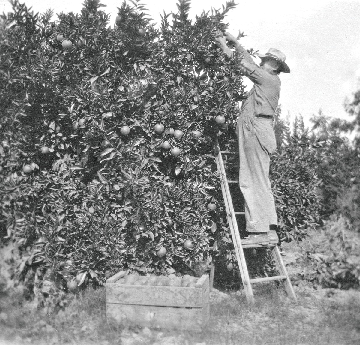 First orange grove in Redlands.