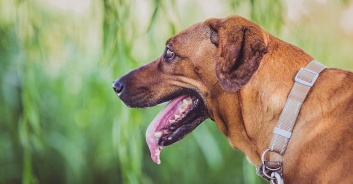 Dog panting with tongue out at a park 