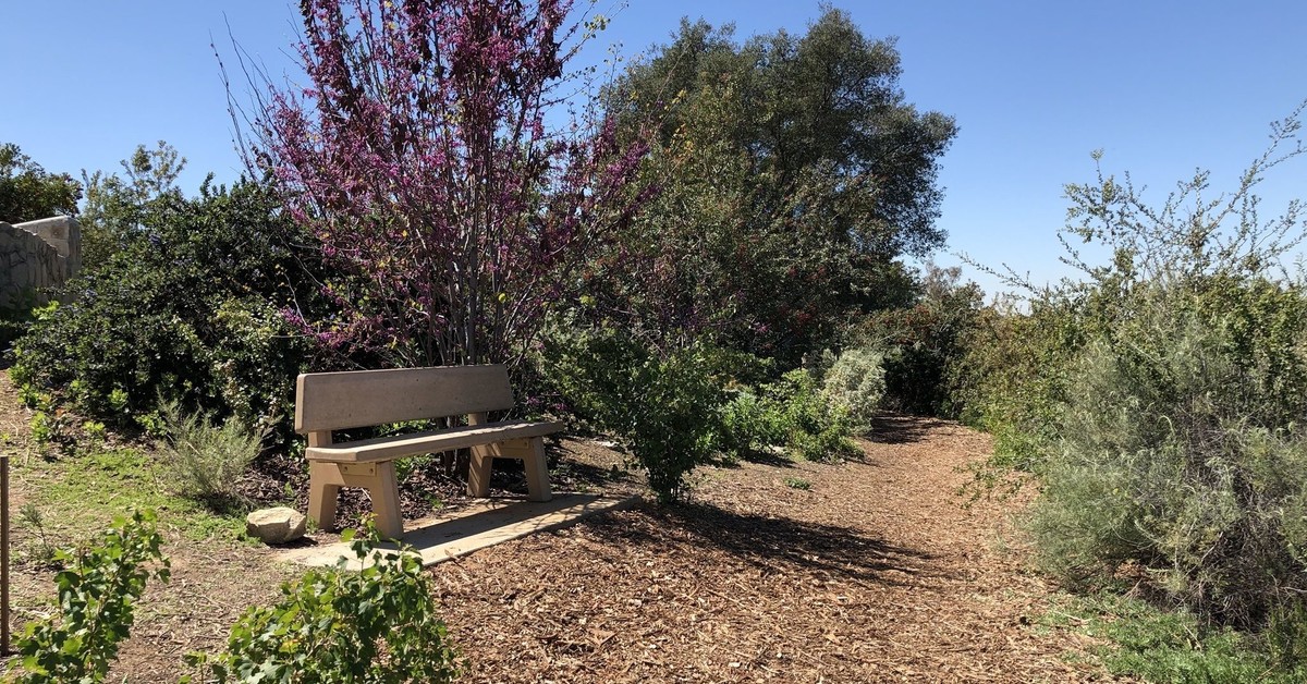 Purple tree and bench on Sage Road Loop