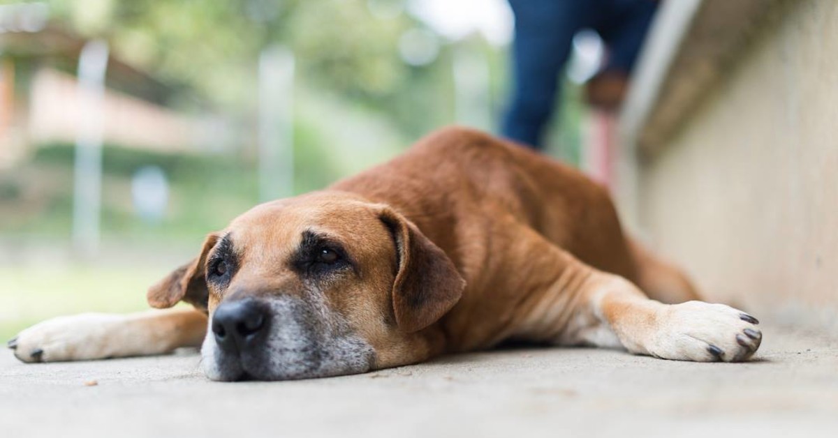 Well-mannered dog on patio