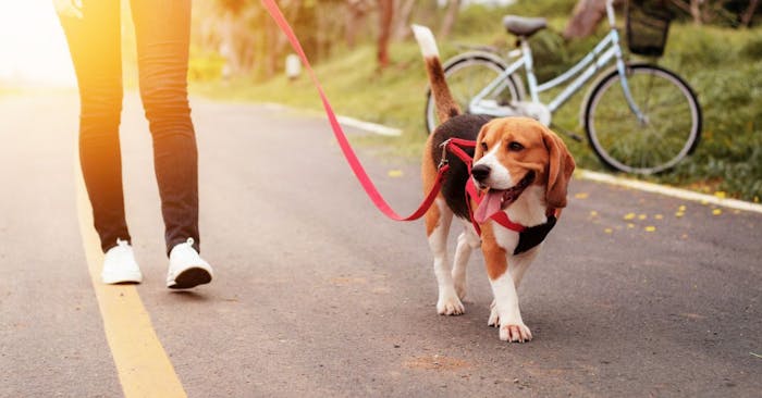 Discover the necessary resources to keep your fur baby happy and healthy.