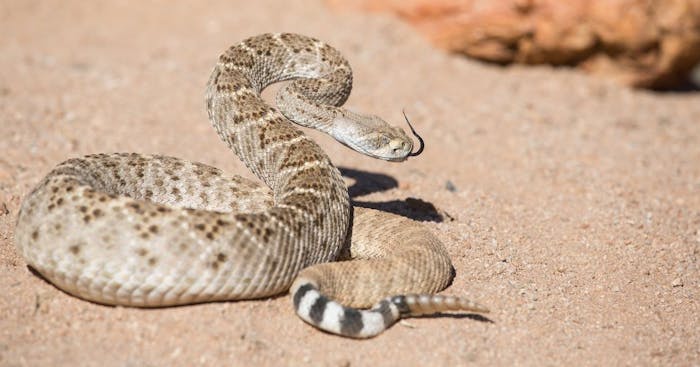 rattlesnake