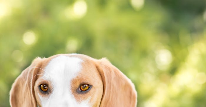 Nicole Kahn Photography: Cooper, the Lemon Beagle.