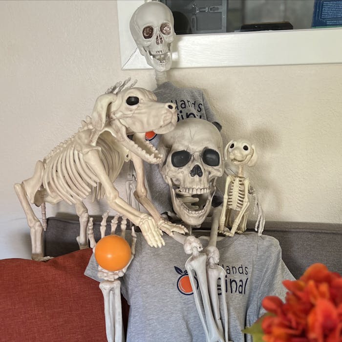 Skeleton Family with Dogs