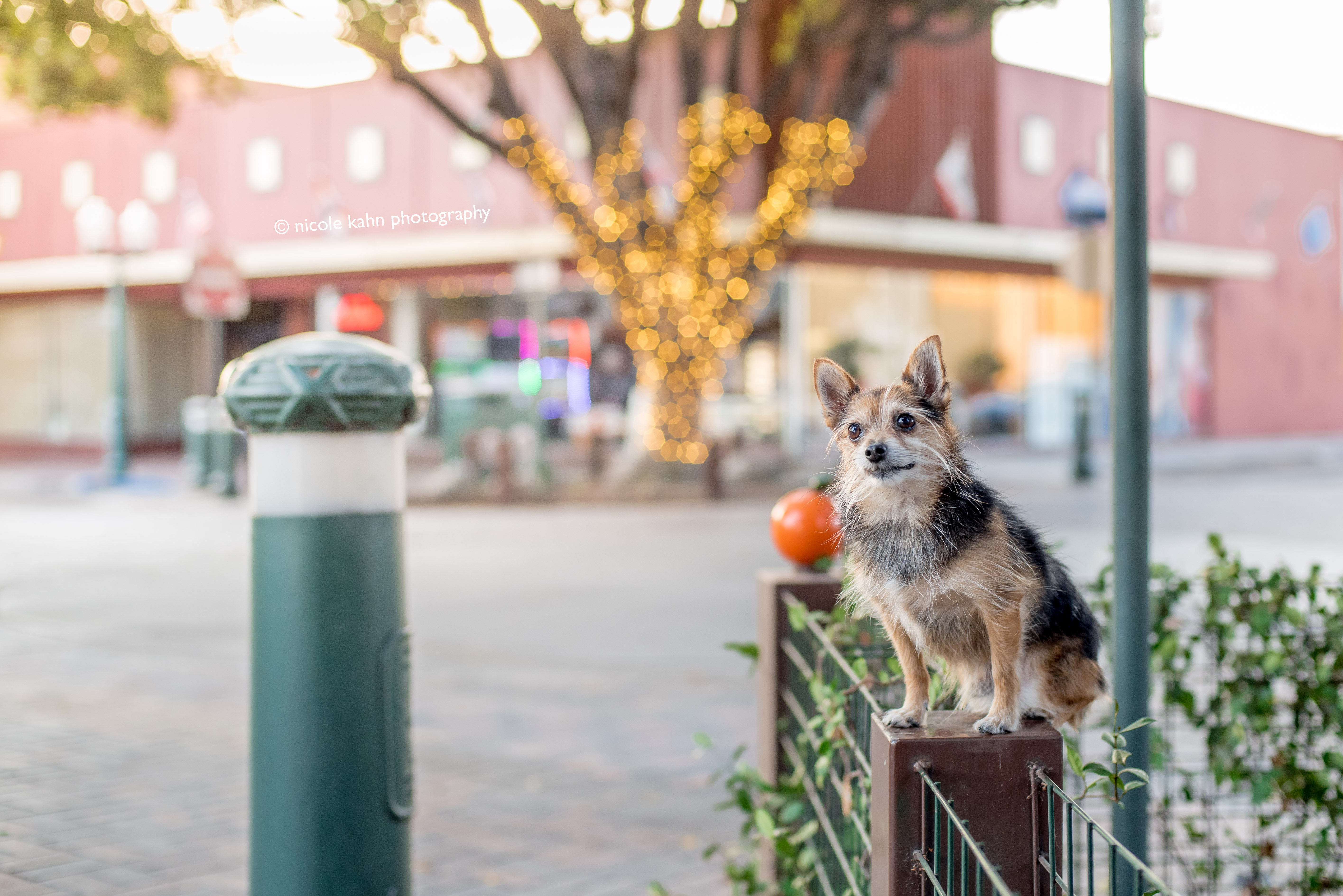 How, When, & Where to Dine with Dogs in Redlands