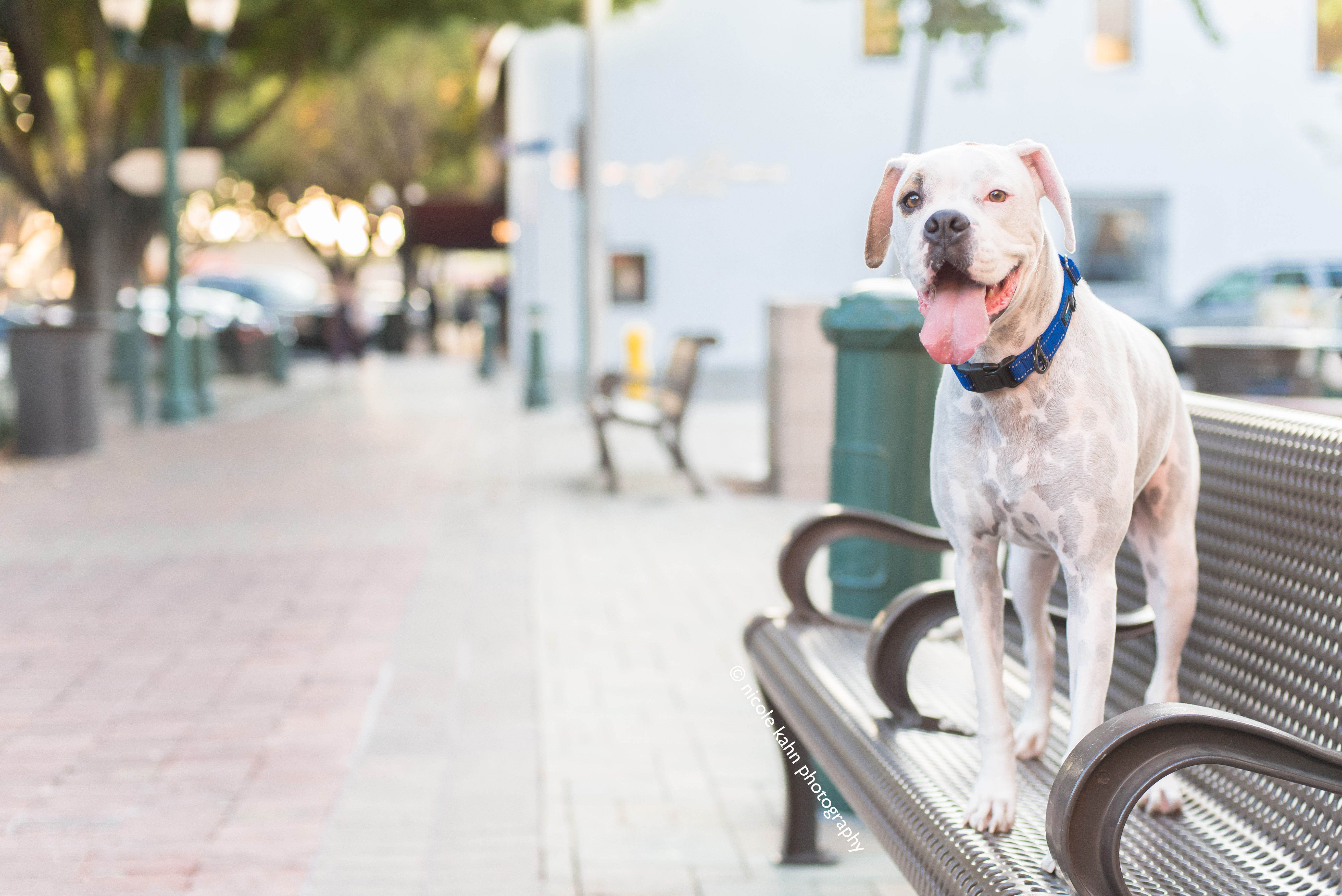 10 Tips for Local Restaurants That Accept Dogs