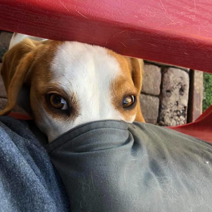 Lemon beagle, Cooper, with his nose in Rover Ranch trainer's pocket.