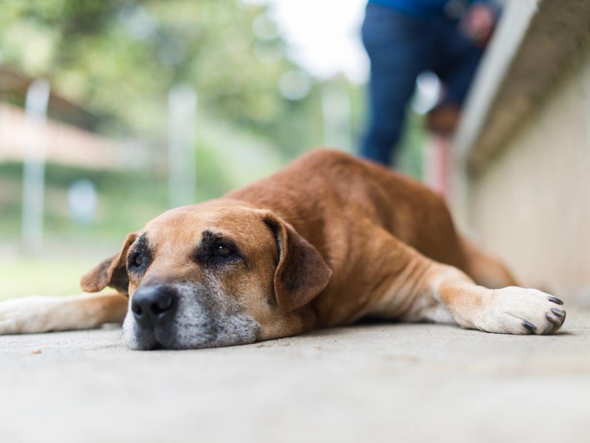 18 DogFriendly Restaurants in Redlands