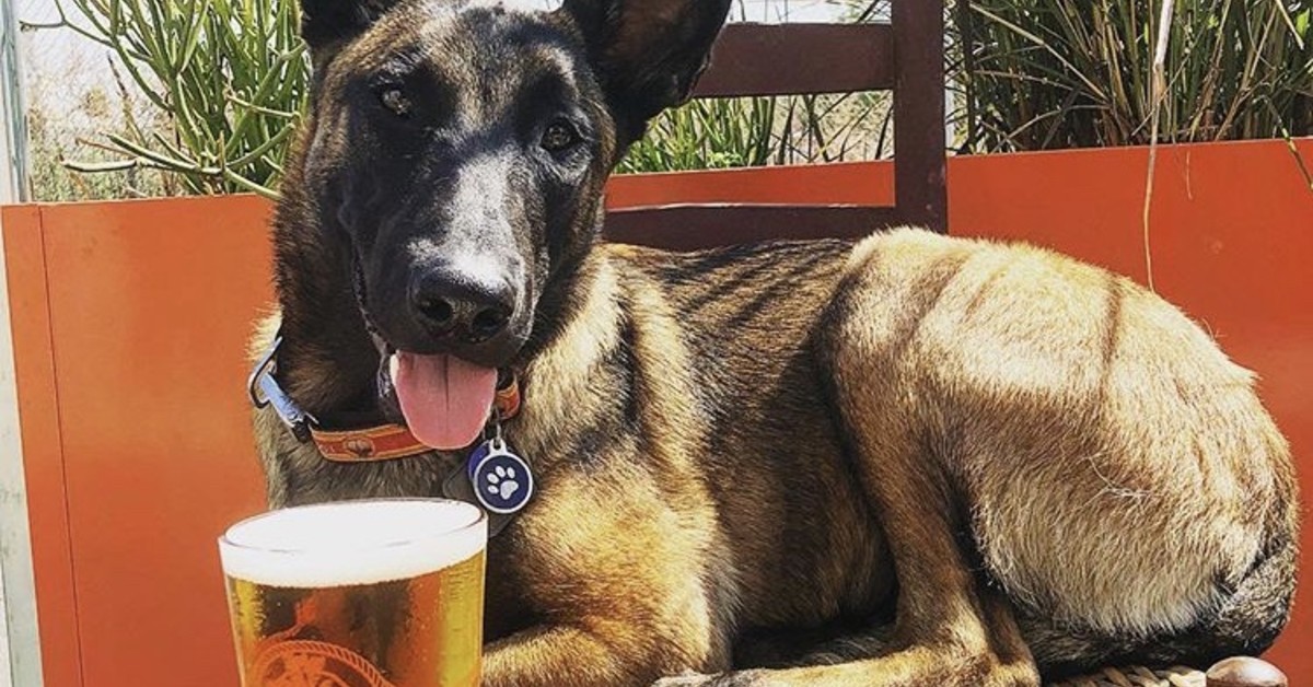 Dog in front of pint of beer at Escape Brewery 