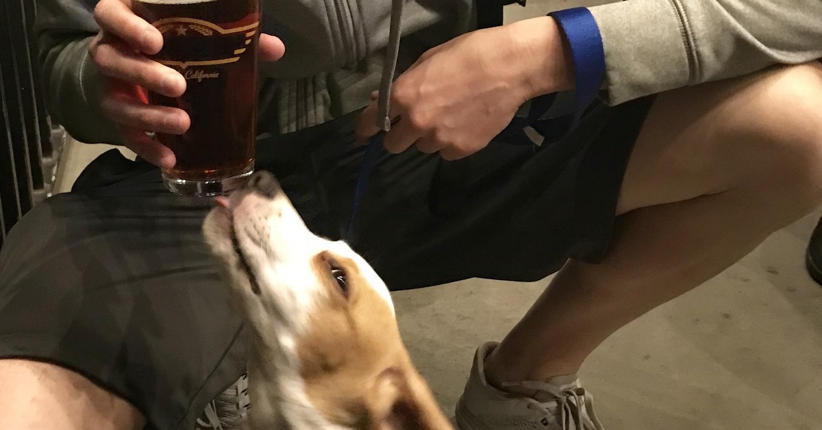 Dog licking the bottom of owners pint