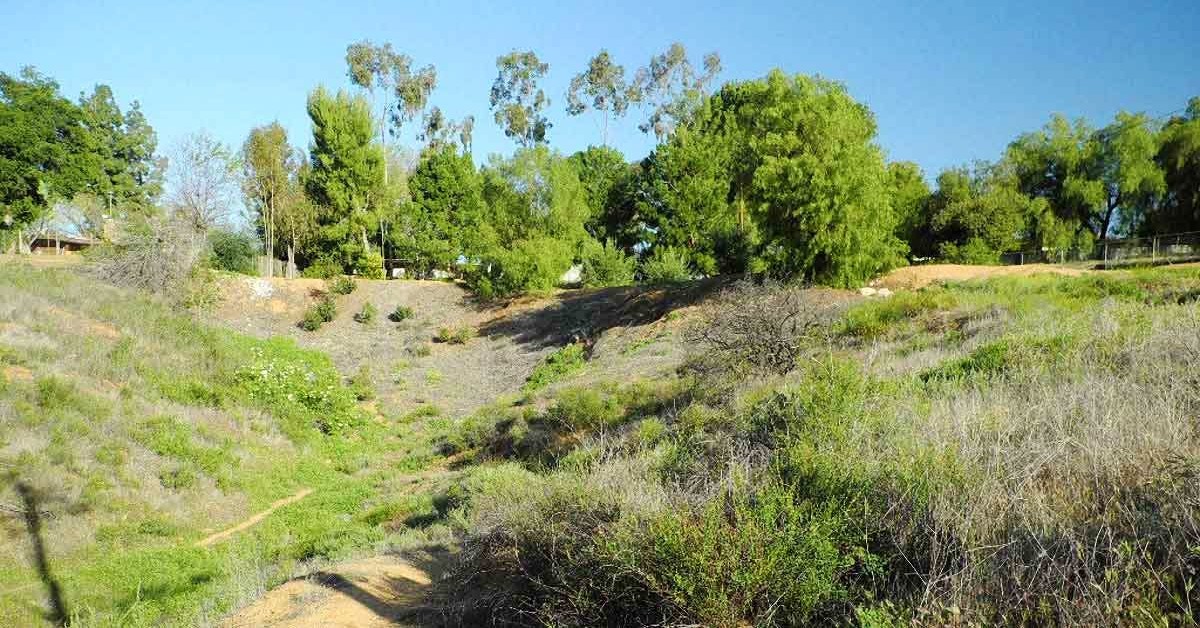 Teddy's Trail, trees and other growth. 