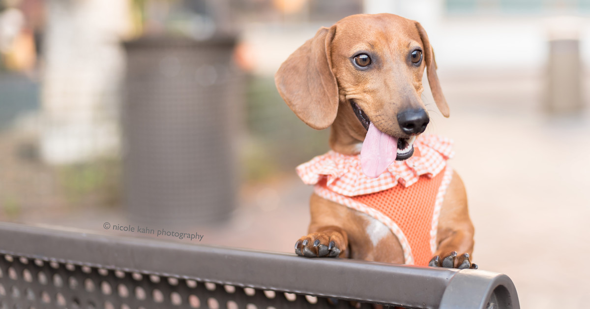 Wiener dog with its tongue out 