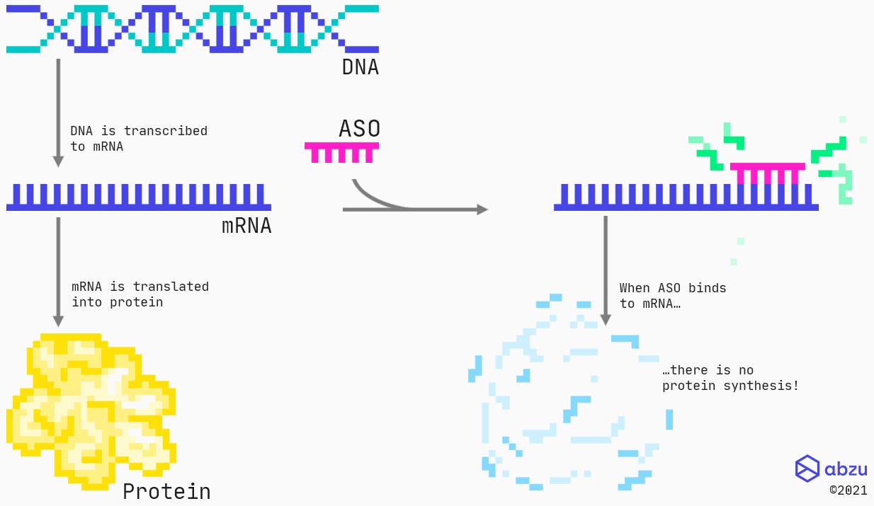 Mechanism of action for RNase H recruiting ASOs targeting protein coding RNAs