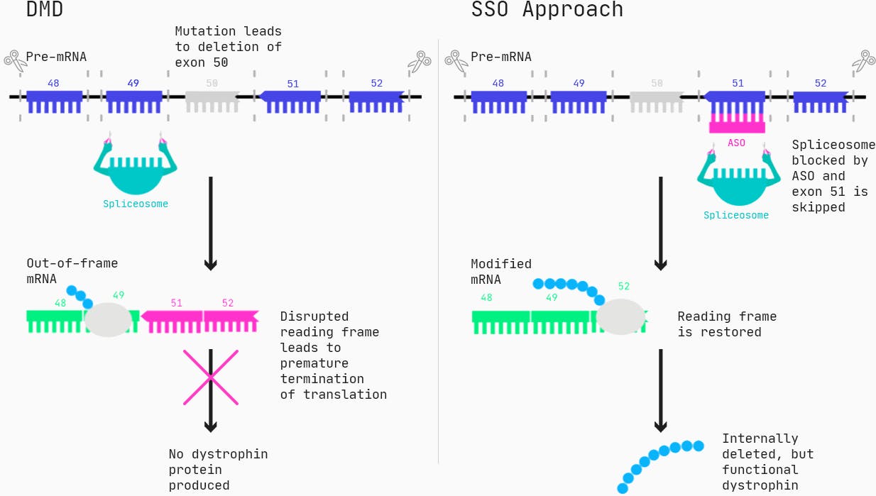 One type of drug that can restore the function of dystrophin for these patients are Antisense Oligonucleotides (ASOs), specifically in the form of splice switching ASOs.
