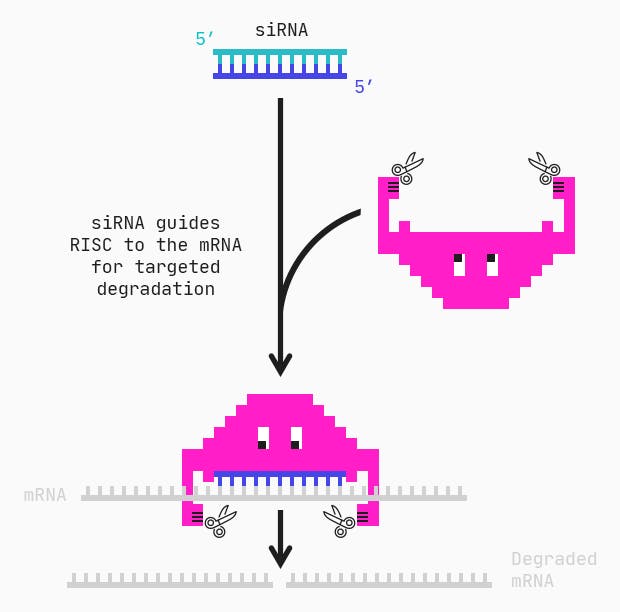 siRNA mediated mRNA degradation mechanism via RISC