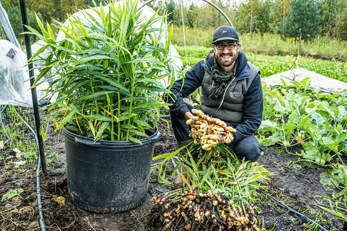 Récolte de gingembre frais cultivé en pot dans un jardin potager