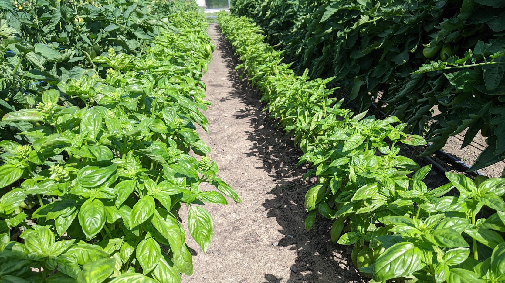 Potager de fines herbes 