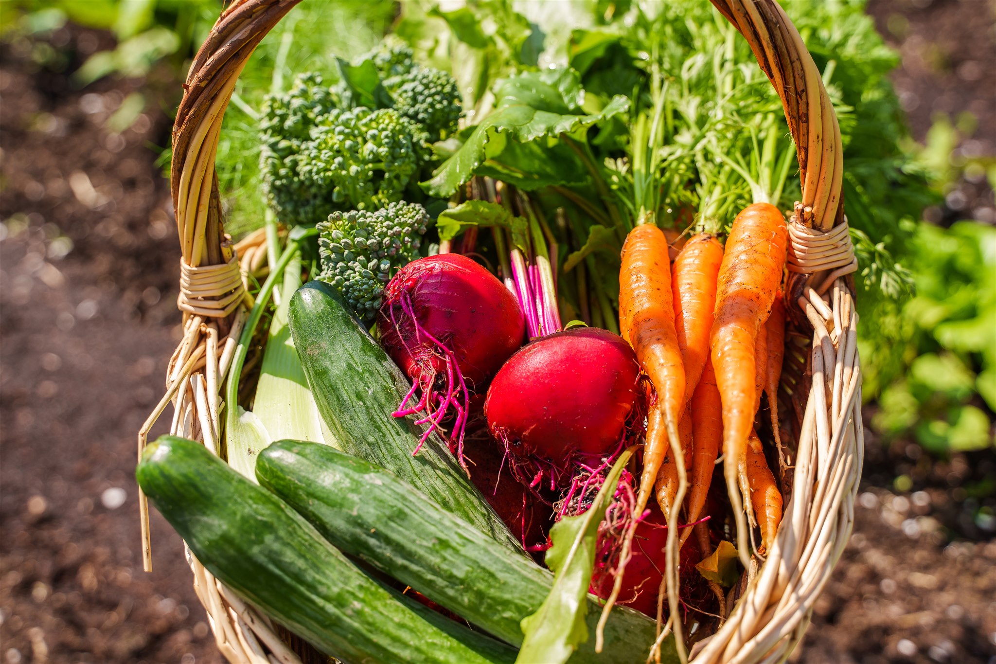 Infolettre de jardinage