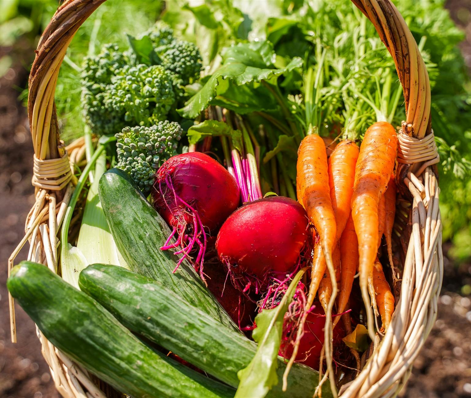 Infolettre de jardinage