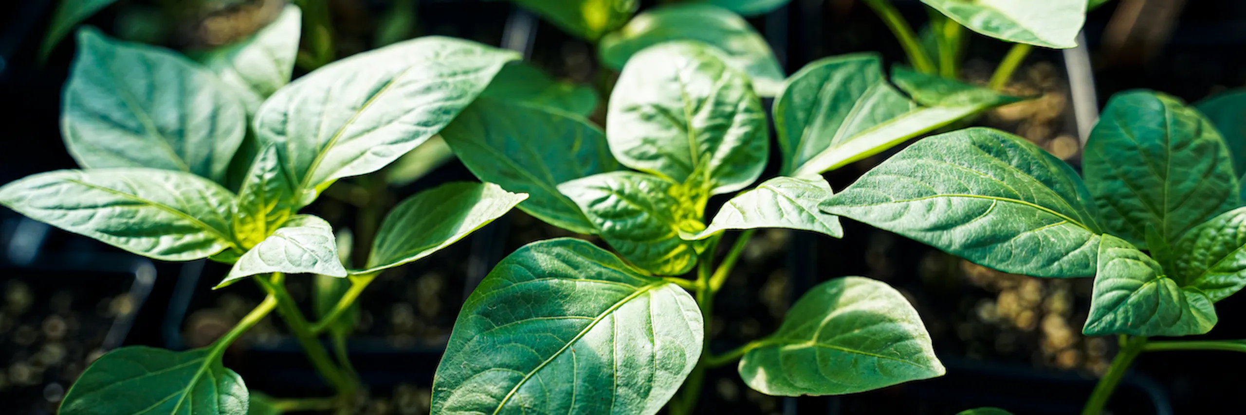 L'infolettre potagère