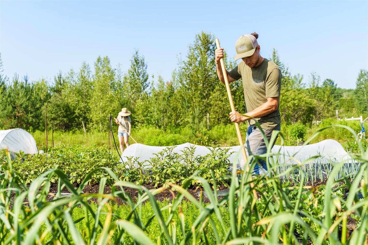 Désherbage du jardin potager