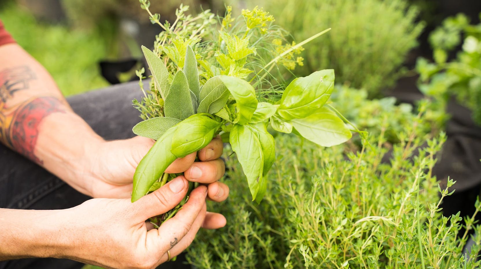 Jardin d’herbes aromatiques 