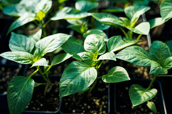 Produire vos plants
