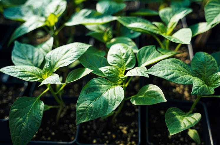 Formation en jardinage