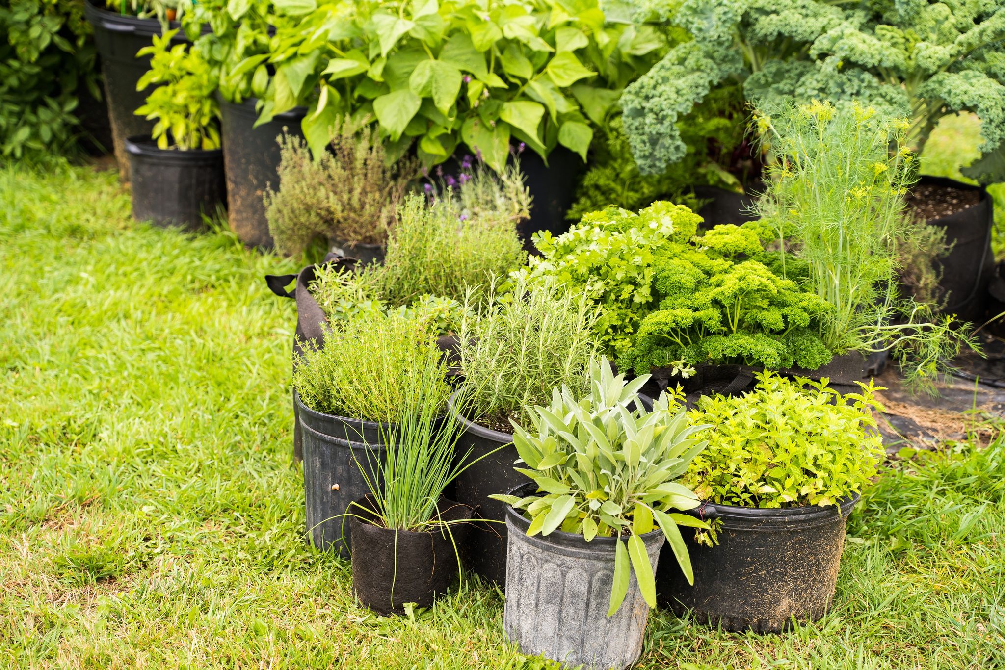 Produire Ses Fines Herbes - Formation En Ligne - L'Académie Potagère