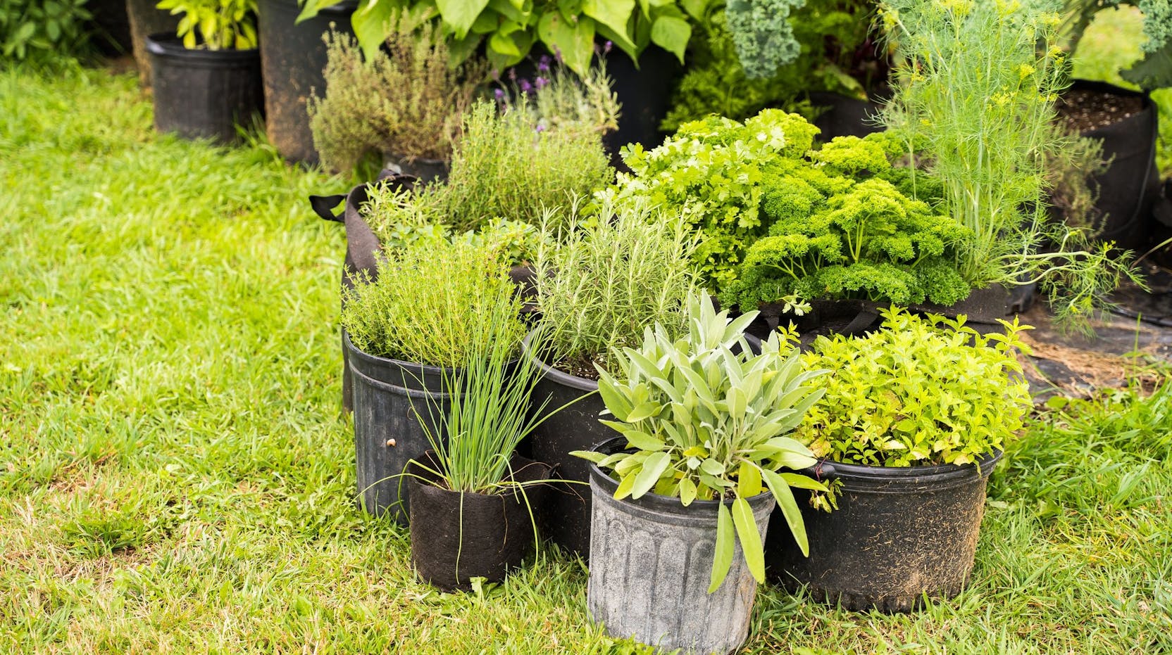 Faire pousser des fines herbes à l’extérieur