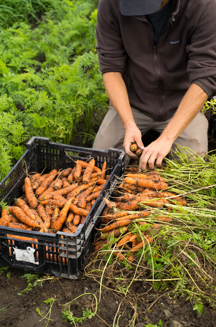 Récoltes au potager