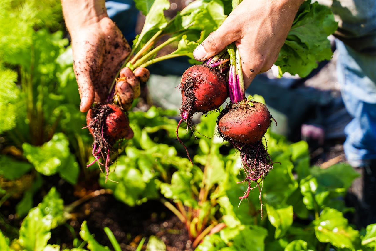 Blogue de jardinage