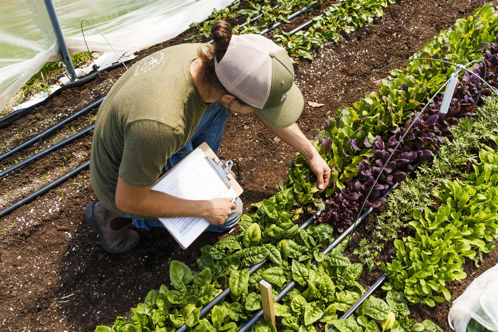 Année difficile au potager?