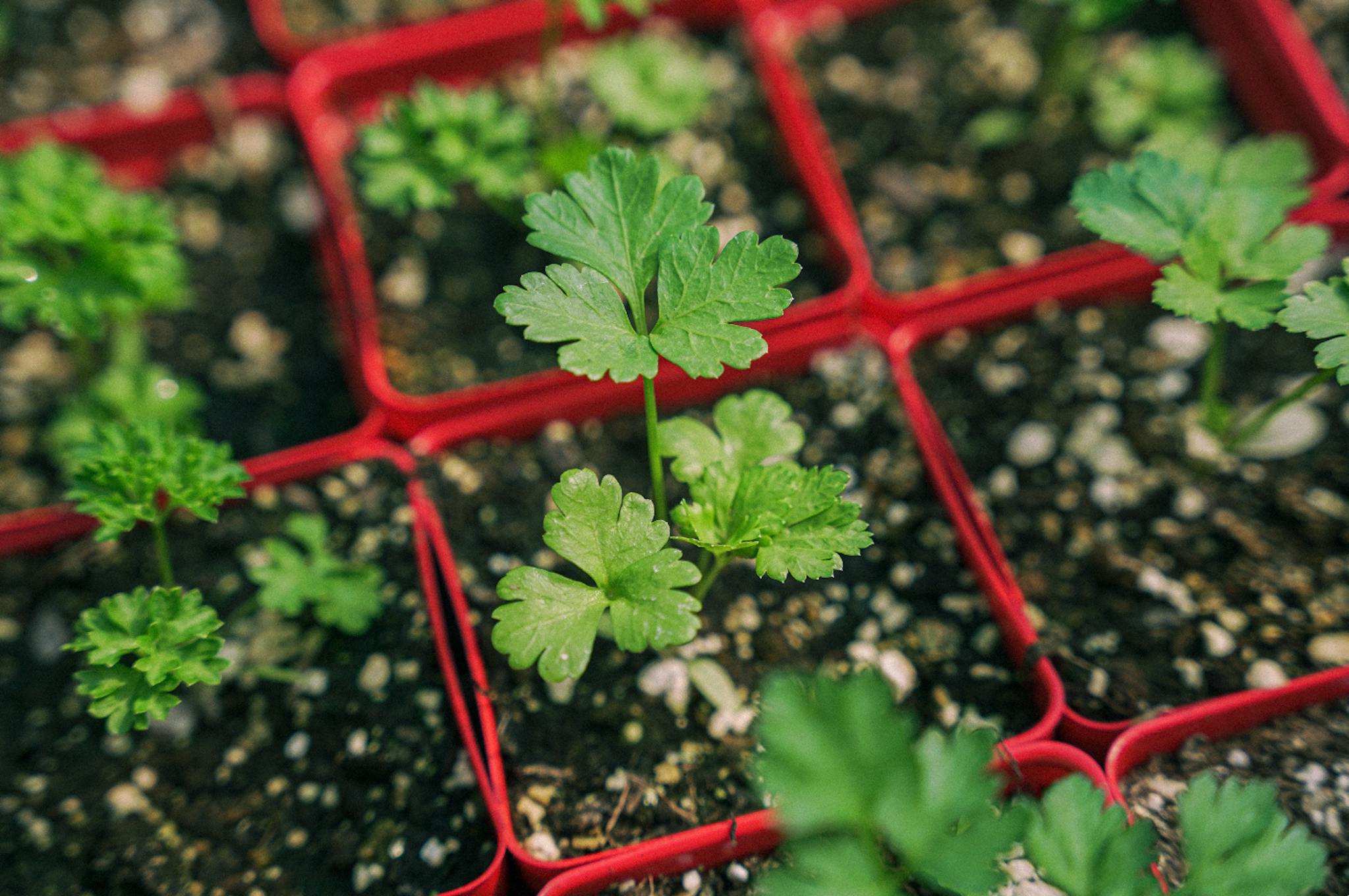 Produire ses plants