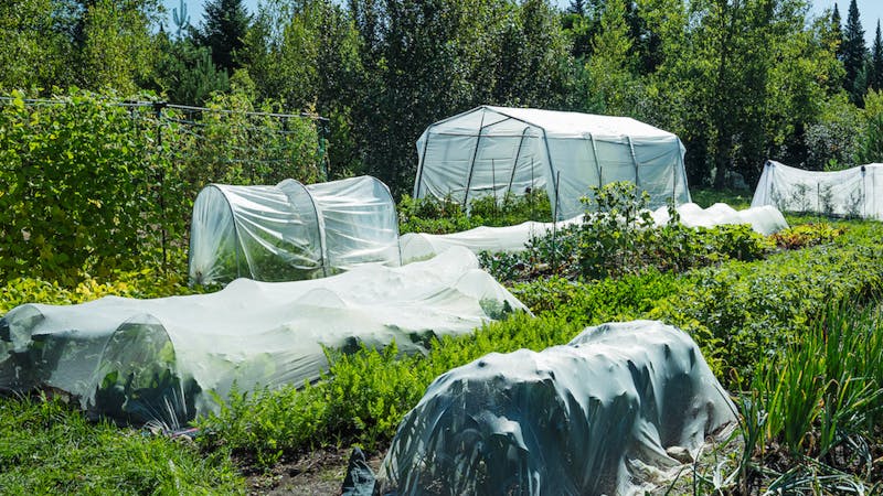 Structures au potager