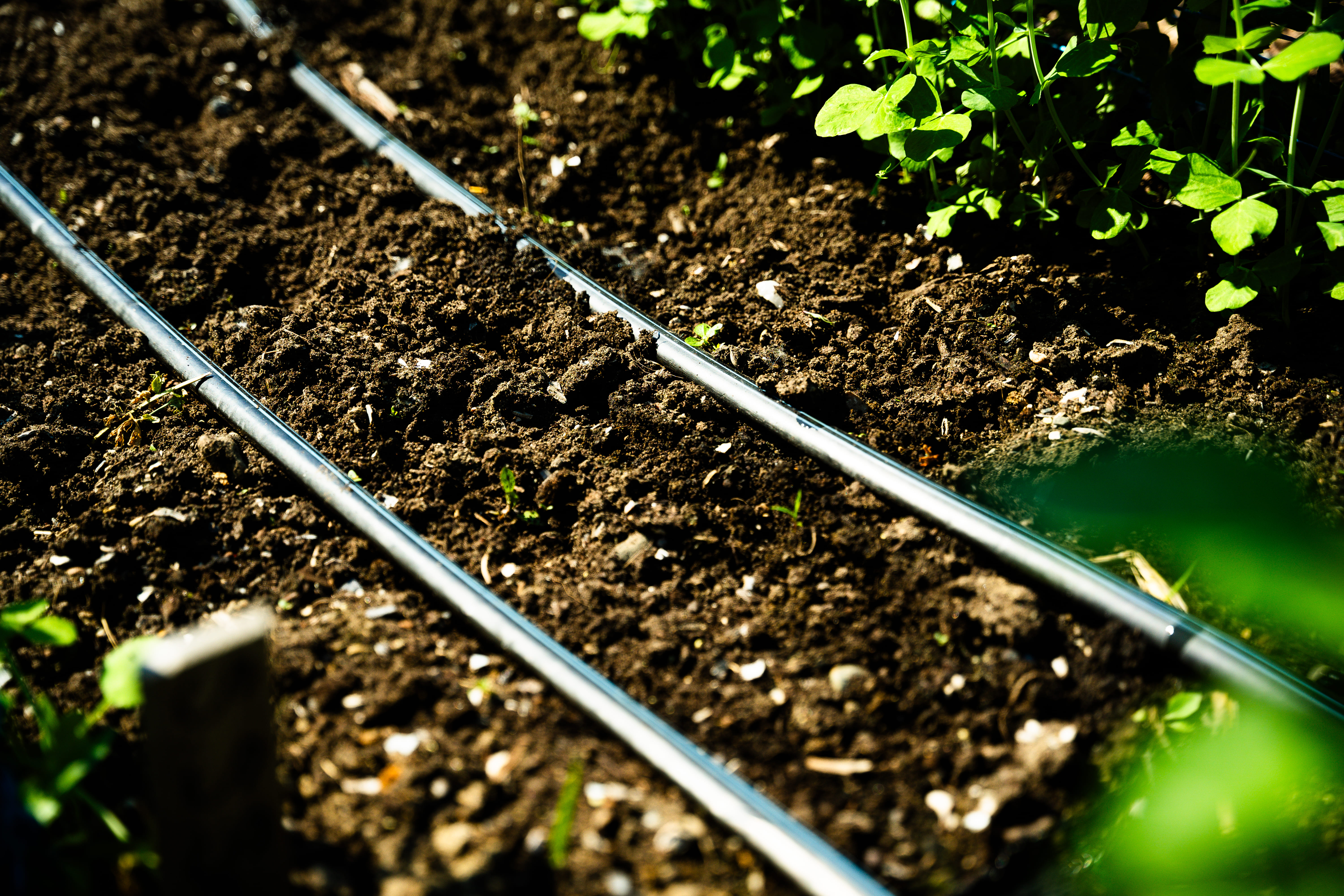 Boyaux de goutte-à-goutte disposés en parallèle sur une planche permanente d'un potager.