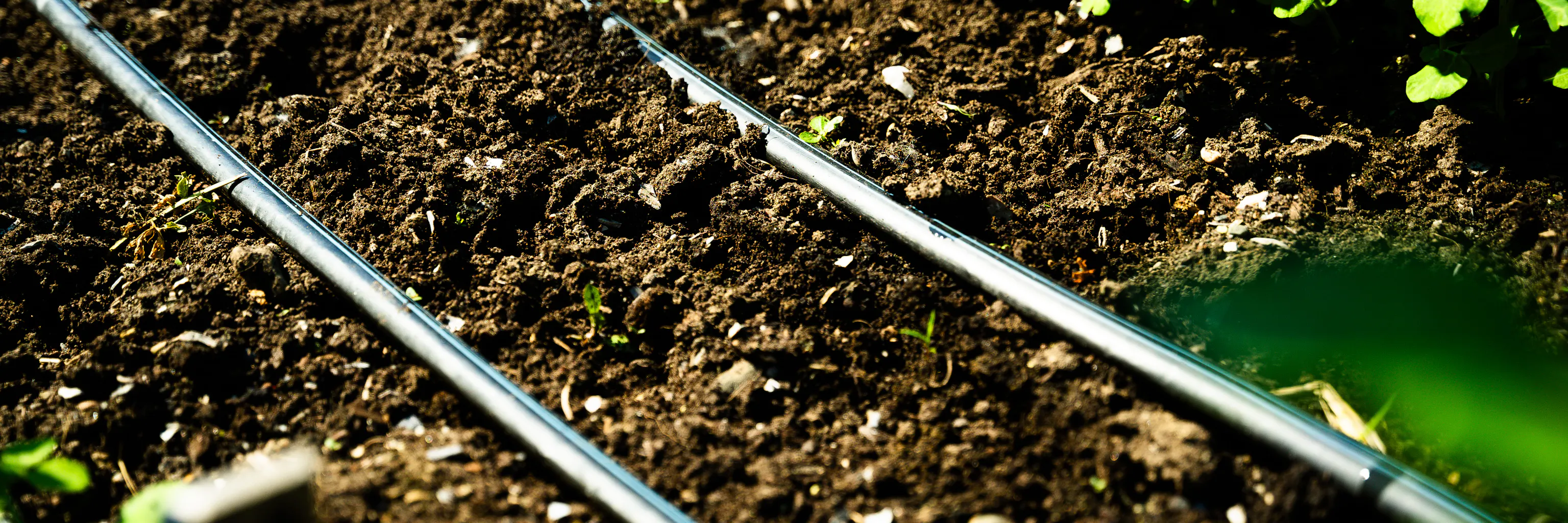 Boyaux de goutte-à-goutte disposés en parallèle sur une planche permanente d'un potager.